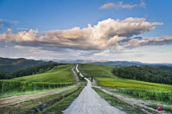 Vineyard from Chianti, Tuscany, Italy